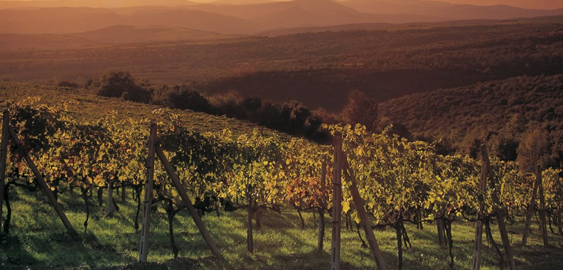 Discover Brunello Wine in Italy - Rolling Hills Francesco Conforti