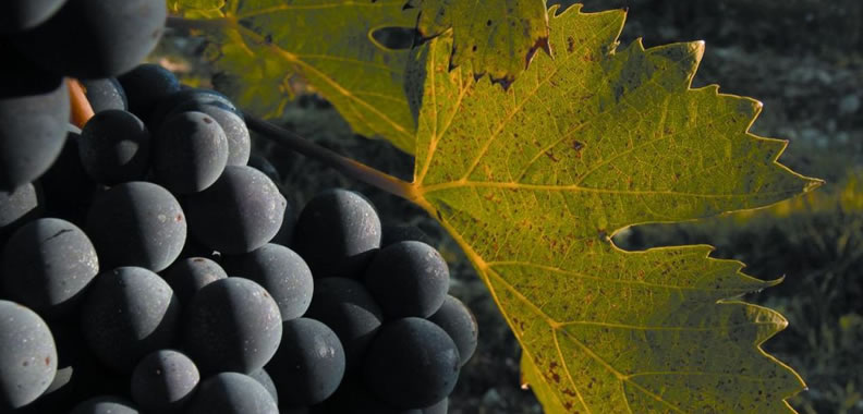 Discover Brunello Wine in Italy - Rolling Hills Francesco Conforti